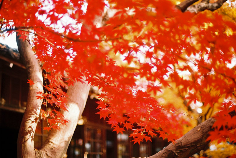 松戸の本土寺 紅葉のライトアップは 見頃と行き方もあわせて紹介 トレンディスカバー